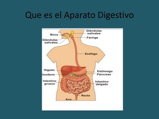 Que es el Aparato Digestivo
 