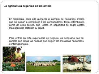 La agricultura orgánica en Colombia



    En Colombia, cada año aumenta el número de hectáreas limpias
    que se suman a complacer a los consumidores, tanto colombianos
    como de otros países, que están en capacidad de pagar costos
    más altos por proteger su salud.



    Para entrar en esta experiencia de negocio, es necesario que se
    cumpla con todas las normas que exigen los mercados nacionales
    e internacionales.
 