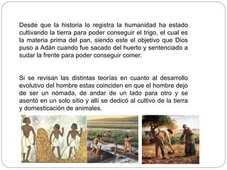 Desde que la historia lo registra la humanidad ha estado
cultivando la tierra para poder conseguir el trigo, el cual es
la materia prima del pan, siendo este el objetivo que Dios
puso a Adán cuando fue sacado del huerto y sentenciado a
sudar la frente para poder conseguir comer.


Si se revisan las distintas teorías en cuanto al desarrollo
evolutivo del hombre estas coinciden en que el hombre dejo
de ser un nómada, de andar de un lado para otro y se
asentó en un solo sitio y allí se dedicó al cultivo de la tierra
y domesticación de animales.
 