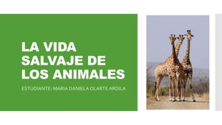 LA VIDA
SALVAJE DE
LOS ANIMALES
ESTUDIANTE: MARIA DANIELA OLARTE ARDILA
 