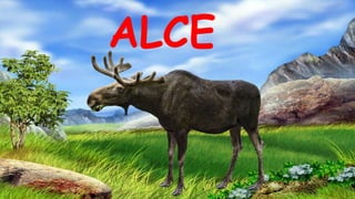 ALCE
 