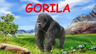 GORILA
 