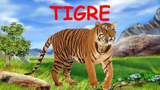 TIGRE
 