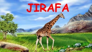 JIRAFA
 
