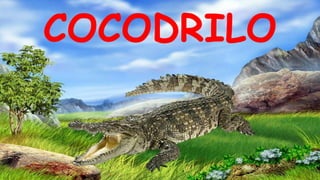 COCODRILO
 