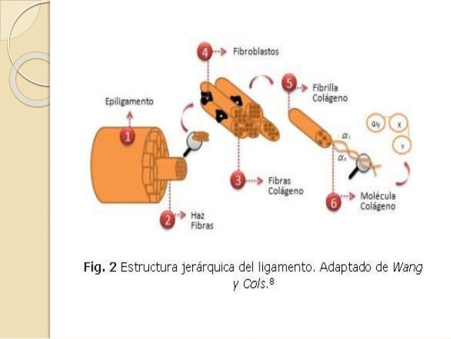 Biomecanica Basica Del Sistema Muscoesqueletico Nordin Pdf Biomecanica Basica Del Sistema Muscoesqueletico Nordin Pdf