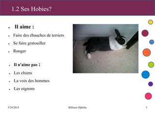 5/24/2014 Billiaux Ophélie 3
1.2 Ses Hobies?
● Il aime :
● Faire des ébauches de terriers
● Se faire gratouiller
● Ronger
● Il n'aime pas :
● Les chiens
● La voix des hommes
● Les oignons
 