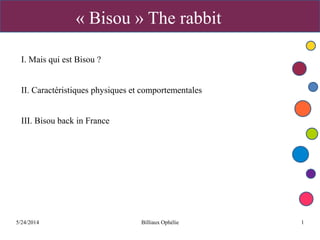 5/24/2014 Billiaux Ophélie 1
« Bisou » The rabbit
I. Mais qui est Bisou ?
II. Caractéristiques physiques et comportementales
III. Bisou back in France
 