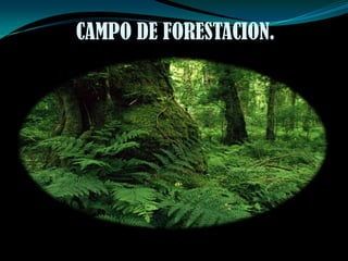 CAMPO DE FORESTACION.
 