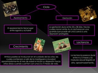 Ciclo



            Apareamiento                                        Gestación



                                                 La gestación dura entre 53 y 58 días, tras los
      El apareamiento tiene lugar
                                                 cuales nacen entre 4 y 6 cachorros en una
         entre agosto y octubre
                                                 guarida que puede ser una cueva o una
                                                 depresión protegida.



                                                                                Lactancia
            Crecimiento


                                                                         La lactancia parece durar
   Ambos padres se involucran en el cuidado de las crías, las              entre 4 y 5 meses y la
     cuales comienzan a salir de la madriguera a la edad                 madurez sexual llegaría al
aproximadamente al mes de edad e inician su dispersión hacia
  otras áreas cuando cuentan con unos 6 o 7 meses de vida.               año, aproximadamente.
 