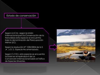 Estado de conservación




Según U.I.C.N.: según la Unión
Internacional para la Conservación de la
Naturaleza esta especie se encuentra
bajo la denominación de Preocupación
Menor (LC).

Según la resolución Nº 1030/2004 de la S
.A . y D. S.: Especie No amenazada.

Según C.I.T.E.S. esta especie se encuentra
incluida en el Apéndice II de La
Convención Internacional Sobre el Tráfico
de Especies Silvestres.
 