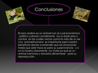 Conclusiones




El zorro andino es un animal con el cual económica
, político cultural y socialmente nos a dado pros y
contras en las cuales vemos como la vida de un ser
vivo animal/humano es importante para nuestro
beneficios dando a entender que las situaciones
malas que este hace es para su supervivencia y si
no lo hiciera claramente no viviría ya que es un
animal carnívoro y necesita alimentarse para su
reproducción.
 