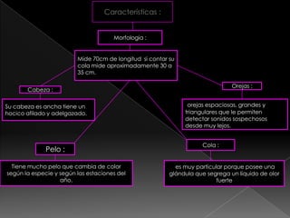 Características :


                                      Morfologia :


                         Mide 70cm de longitud si contar su
                         cola mide aproximadamente 30 a
                         35 cm.

                                                                               Orejas :
       Cabeza :

Su cabeza es ancha tiene un                                    orejas espaciosas, grandes y
hocico afilado y adelgazado.                                  triangulares que le permiten
                                                              detectar sonidos sospechosos
                                                              desde muy lejos.


                                                                    Cola :
              Pelo :

  Tiene mucho pelo que cambia de color                     es muy particular porque posee una
según la especie y según las estaciones del              glándula que segrega un líquido de olor
                   año.                                                   fuerte
 