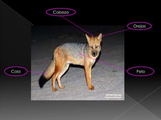 Cabeza


                Orejas




Cola             Pelo
 