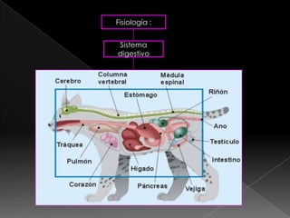 Fisiología :


Sistema
digestivo
 
