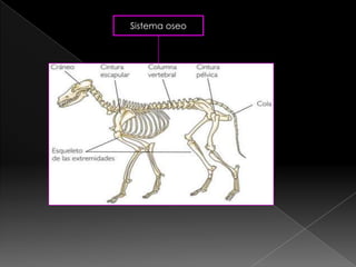 Sistema oseo
 