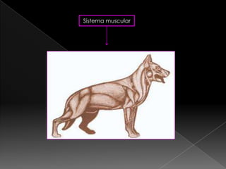 Sistema muscular
 