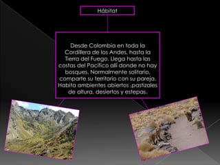 Hábitat




     Desde Colombia en toda la
  Cordillera de los Andes, hasta la
  Tierra del Fuego. Llega hasta las
costas del Pacífico allí donde no hay
  bosques. Normalmente solitario,
comparte su territorio con su pareja.
Habita ambientes abiertos ,pastizales
    de altura, desiertos y estepas.
 