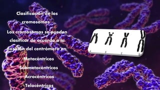 Clasificación de los
cromosomas:
Los cromosomas se pueden
clasificar de acuerdo a la
posición del centrómero en:
 Metacéntricos
 Submetacéntricos
 Acrocéntricos
 Telocéntricos
 