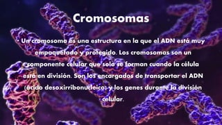 Cromosomas
• Un cromosoma es una estructura en la que el ADN está muy
empaquetado y protegido. Los cromosomas son un
componente celular que solo se forman cuando la célula
está en división. Son los encargados de transportar el ADN
(ácido desoxirribonucleico) y los genes durante la división
celular.
 