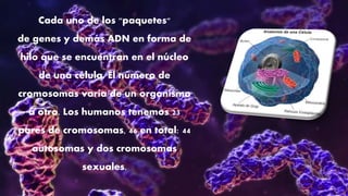 Cada uno de los "paquetes"
de genes y demás ADN en forma de
hilo que se encuentran en el núcleo
de una célula. El número de
cromosomas varía de un organismo
a otro. Los humanos tenemos 23
pares de cromosomas, 46 en total: 44
autosomas y dos cromosomas
sexuales.
 