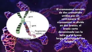 El cromosoma consiste
de dos cromátides
unidas por un
centrómero. El
cromosoma se divide
en dos brazos, el
brazo corto
denominado con la
letra p y el brazo
largo denominado con
la letra q.
 