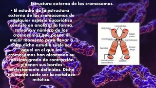Estructura externa de los cromosomas.
• El estudio de la estructura
externa de los cromosomas de
cualquier especie eucariótica
consiste en analizar la forma,
tamaño y número de los
cromosomas que posee. El
mejor momento para llevar a
cabo dicho estudio suele ser
aquel en el que los
cromosomas han alcanzado su
máximo grado de contracción
y tienen sus bordes
perfectamente definidos. Dicho
momento suele ser la metafase
mitótica.
 