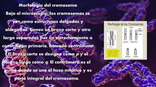 Morfología del cromosoma
Bajo el microscopio, los cromosomas se
ven como estructuras delgadas y
alargadas. Tienen un brazo corto y otro
largo separados por un estrechamiento o
constricción primaria, llamada centrómero.
El brazo corto se designa como p y el
brazo largo como q. El centrómero es el
punto donde se une el huso mitótico y es
parte integral del cromosoma.
 