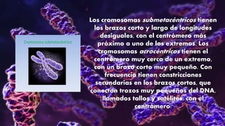 Los cromosomas submetacéntricos tienen
los brazos corto y largo de longitudes
desiguales, con el centrómero más
próximo a uno de los extremos. Los
cromosomas acrocéntricos tienen el
centrómero muy cerca de un extremo,
con un brazo corto muy pequeño. Con
frecuencia tienen constricciones
secundarias en los brazos cortos, que
conectan trozos muy pequeños del DNA,
llamados tallos y satélites, con el
centrómero.
 