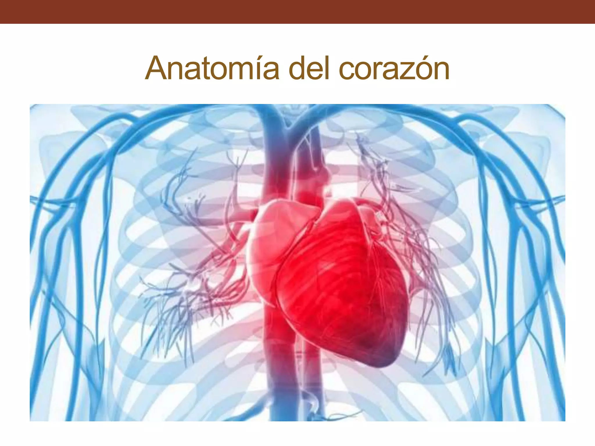 Anatomia del corazón | PPTX