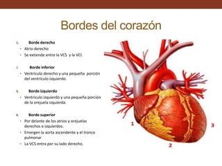 Bordes del corazón
1. Borde derecho
• Atrio derecho
• Se extiende entre la VCS y la VCI.
2. Borde inferior
• Ventrículo derecho y una pequeña porción
del ventrículo izquierdo.
3. Borde izquierdo
• Ventrículo izquierdo y una pequeña porción
de la orejuela izquierda.
4. Borde superior
• Por delante de los atrios y orejuelas
derechos e izquierdos.
• Emergen la aorta ascendente y el tronco
pulmonar
• La VCS entra por su lado derecho.
 