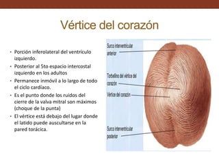 Vértice del corazón
• Porción inferolateral del ventrículo
izquierdo.
• Posterior al 5to espacio intercostal
izquierdo en los adultos
• Permanece inmóvil a lo largo de todo
el ciclo cardíaco.
• Es el punto donde los ruidos del
cierre de la valva mitral son máximos
(choque de la punta)
• El vértice está debajo del lugar donde
el latido puede auscultarse en la
pared torácica.
 