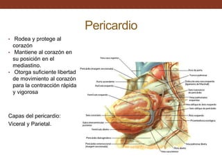 Pericardio
• Rodea y protege al
corazón
• Mantiene al corazón en
su posición en el
mediastino.
• Otorga suficiente libertad
de movimiento al corazón
para la contracción rápida
y vigorosa
Capas del pericardio:
Viceral y Parietal.
 