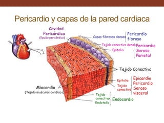 Pericardio y capas de la pared cardiaca
Capas fibrosas densas
Epitelio
Pericardio
Seroso
Parietal
Cavidad
Pericárdica
(líquido pericárdico)
Tejido Conectivo
Epitelio
Tejido
conectivo
Epicardio
Pericardio
Seroso
visceral
Endocardio
Tejido
conectivo
Miocardio
(Tejido muscular cardíaco)
Pericardio
fibroso
Endotelio
Tejido conectivo denso
 