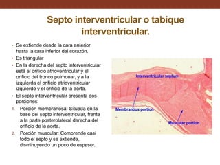 Septo interventricular o tabique
interventricular.
• Se extiende desde la cara anterior
hasta la cara inferior del corazón.
• Es triangular
• En la derecha del septo interventricular
está el orificio atrioventricular y el
orificio del tronco pulmonar, y a la
izquierda el orificio atrioventricular
izquierdo y el orificio de la aorta.
• El septo interventricular presenta dos
porciones:
1. Porción membranosa: Situada en la
base del septo interventricular, frente
a la parte posterolateral derecha del
orificio de la aorta.
2. Porción muscular: Comprende casi
todo el septo y se extiende,
disminuyendo un poco de espesor.
 