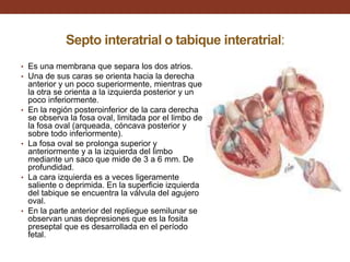 Septo interatrial o tabique interatrial:
• Es una membrana que separa los dos atrios.
• Una de sus caras se orienta hacia la derecha
anterior y un poco superiormente, mientras que
la otra se orienta a la izquierda posterior y un
poco inferiormente.
• En la región posteroinferior de la cara derecha
se observa la fosa oval, limitada por el limbo de
la fosa oval (arqueada, cóncava posterior y
sobre todo inferiormente).
• La fosa oval se prolonga superior y
anteriormente y a la izquierda del limbo
mediante un saco que mide de 3 a 6 mm. De
profundidad.
• La cara izquierda es a veces ligeramente
saliente o deprimida. En la superficie izquierda
del tabique se encuentra la válvula del agujero
oval.
• En la parte anterior del repliegue semilunar se
observan unas depresiones que es la fosita
preseptal que es desarrollada en el período
fetal.
 