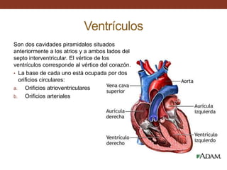 Ventrículos
Son dos cavidades piramidales situados
anteriormente a los atrios y a ambos lados del
septo interventricular. El vértice de los
ventrículos corresponde al vértice del corazón.
• La base de cada uno está ocupada por dos
orificios circulares:
a. Orificios atrioventriculares
b. Orificios arteriales
 