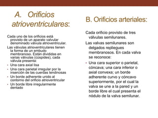 A. Orificios
atrioventriculares:
Cada uno de los orificios está
provisto de un aparato valvular
denominado válvula atrioventricular.
Las válvulas atrioventriculares tienen
la forma de un embudo
membranoso. Están divididas en
varias válvulas (cúspides), cada
válvula presenta:
• Una cara axial lisa
• Una cara parietal irregular por la
inserción de las cuerdas tendinosas
• Un borde adherente unido al
contorno del orificio atrioventricular
• Un borde libre irregularmente
dentado
B. Orificios arteriales:
Cada orificio provisto de tres
válvulas semilunares.
Las valvas semilunares son
delgados repliegues
membranosos. En cada valva
se reconoce:
• Una cara superior o parietal,
cóncava; una cara inferior o
axial convexa; un borde
adherente curvo y cóncavo
superiormente, por el cual la
valva se une a la pared y un
borde libre el cual presenta el
nódulo de la valva semilunar.
 