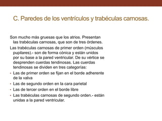 C. Paredes de los ventrículos y trabéculas carnosas.
Son mucho más gruesas que los atrios. Presentan
las trabéculas carnosas, que son de tres órdenes.
Las trabéculas carnosas de primer orden (músculos
pupilares).- son de forma cónica y están unidos
por su base a la pared ventricular. De su vértice se
desprenden cuerdas tendinosas. Las cuerdas
tendinosas se dividen en tres categorías:
• Las de primer orden se fijan en el borde adherente
de la valva
• Las de segundo orden en la cara parietal
• Las de tercer orden en el borde libre
• Las trabéculas carnosas de segundo orden.- están
unidas a la pared ventricular.
 