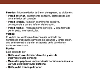 Paredes: Mide alrededor de 5 mm de espesor, se divide en:
• Pared anterior.- ligeramente cóncava, corresponde a la
cara anterior del corazón
• Pared inferior.- también ligeramente cóncava,
corresponde a la cara inferior del corazón.
• Pared medial.- marcadamente convexa y está formada
por el septo interventricular.
Vértice:
El vértice del ventrículo derecho esta tabicado por
numerosas trabéculas carnosas de segundo y tercer orden,
que se unen estre si y dan esta parte de la cavidad un
aspecto cavernosos.
Bordes:
Está ocupada por:
• Orificio atrioventricular derecho y válvula
atrioventricular derecho.
• Músculos papilares del ventrículo derecho anexos a la
válvula atrioventricular derecha.
• Orificio del tronco pulmonar.
 