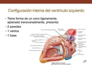 Configuración interna del ventrículo izquierdo
• Tiene forma de un cono ligeramente,
aplanado transversalmente, presenta:
• 2 paredes
• 1 vértice
• 1 base
 
