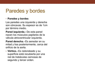 Paredes y bordes
• Paredes y bordes
Las paredes una izquierda y derecha
son cóncavas. Su espesor es de 1cm
por término medio.
Pared izquierda.- De esta pared
nacen los músculos papilares de la
válvula atrioventricular izquierda.
Pared derecha.- Es aereolar en su
mitad y lisa posteriormente, cerca del
orificio de la aorta.
• Vértice.- Es redondeado y su
superficie está recubierta por una
red de trabéculas carnosas de
segundo y tercer orden.
 