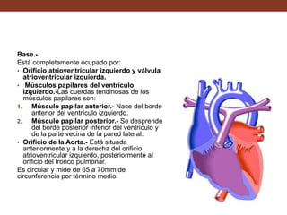 Base.-
Está completamente ocupado por:
• Orificio atrioventricular izquierdo y válvula
atrioventricular izquierda.
• Músculos papilares del ventrículo
izquierdo.-Las cuerdas tendinosas de los
músculos papilares son:
1. Músculo papilar anterior.- Nace del borde
anterior del ventrículo izquierdo.
2. Músculo papilar posterior.- Se desprende
del borde posterior inferior del ventrículo y
de la parte vecina de la pared lateral.
• Orificio de la Aorta.- Está situada
anteriormente y a la derecha del orificio
atrioventricular izquierdo, posteriormente al
orificio del tronco pulmonar.
Es circular y mide de 65 a 70mm de
circunferencia por término medio.
 