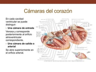 Cámaras del corazón
En cada cavidad
ventricular se puede
distinguir:
• Una cámara de entrada
Venosa y corresponde
posteriormente al orificio
atrioventricular
correspondiente.
• Una cámara de salida o
arterial
Se abre superiormente en
el orificio arterial.
 