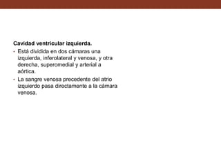 Cavidad ventricular izquierda.
• Está dividida en dos cámaras una
izquierda, inferolateral y venosa, y otra
derecha, superomedial y arterial a
aórtica.
• La sangre venosa precedente del atrio
izquierdo pasa directamente a la cámara
venosa.
 