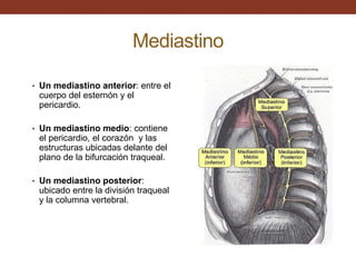 Mediastino
• Un mediastino anterior: entre el
cuerpo del esternón y el
pericardio.
• Un mediastino medio: contiene
el pericardio, el corazón y las
estructuras ubicadas delante del
plano de la bifurcación traqueal.
• Un mediastino posterior:
ubicado entre la división traqueal
y la columna vertebral.
 