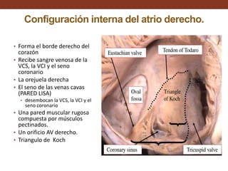 Configuración interna del atrio derecho.
• Forma el borde derecho del
corazón
• Recibe sangre venosa de la
VCS, la VCI y el seno
coronario
• La orejuela derecha
• El seno de las venas cavas
(PARED LISA)
• desembocan la VCS, la VCI y el
seno coronario
• Una pared muscular rugosa
compuesta por músculos
pectinados.
• Un orificio AV derecho.
• Triangulo de Koch
 