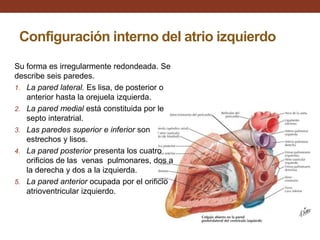 Configuración interno del atrio izquierdo
Su forma es irregularmente redondeada. Se
describe seis paredes.
1. La pared lateral. Es lisa, de posterior o
anterior hasta la orejuela izquierda.
2. La pared medial está constituida por le
septo interatrial.
3. Las paredes superior e inferior son
estrechos y lisos.
4. La pared posterior presenta los cuatro
orificios de las venas pulmonares, dos a
la derecha y dos a la izquierda.
5. La pared anterior ocupada por el orificio
atrioventricular izquierdo.
 