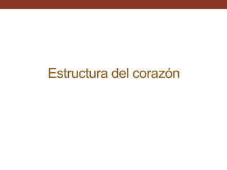 Estructura del corazón
 