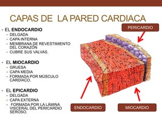 CAPAS DE LA PARED CARDIACA
• EL ENDOCARDIO
• DELGADA
• CAPA INTERNA
• MEMBRANA DE REVESTIMIENTO
DEL CORAZÓN
• CUBRE SUS VALVAS.
• EL MIOCARDIO
• GRUESA
• CAPA MEDIA
• FORMADA POR MÚSCULO
CARDÍACO.
• EL EPICARDIO
• DELGADA
• CAPA EXTERNA
• FORMADA POR LA LÁMINA
VISCERAL DEL PERICARDIO
SEROSO.
PERICARDIO
MIOCARDIOENDOCARDIO
 
